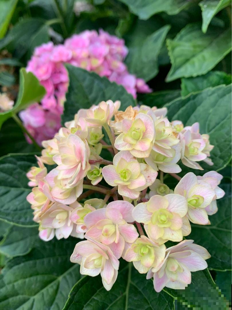 家里的花都夏眠，种这3种花，照样满盆开花