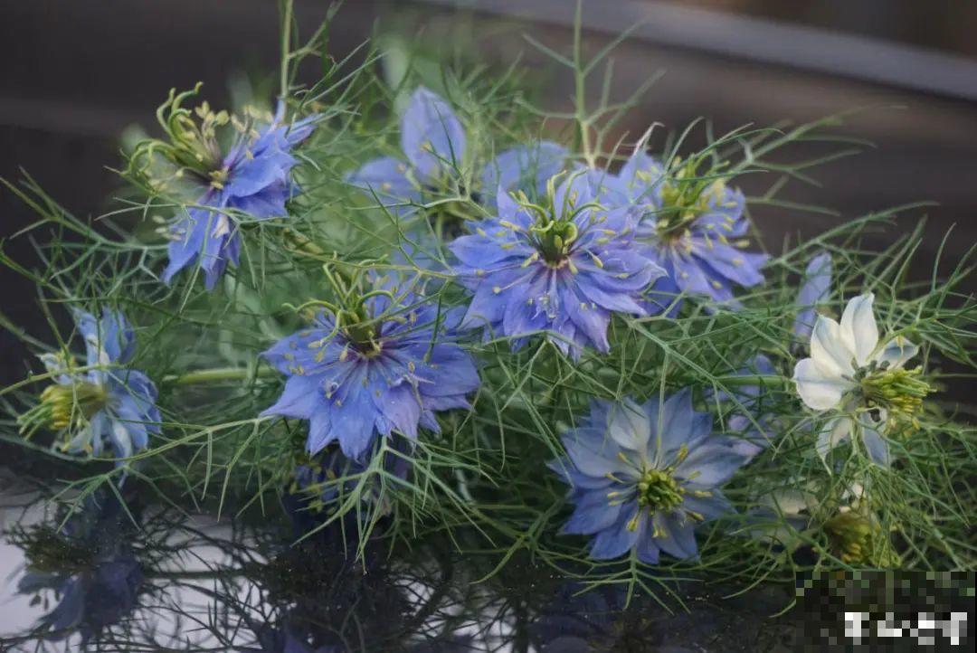 播种时间到,立秋后撒下去,冬春就开花 播种时间到,立秋后撒下去,冬春就开花