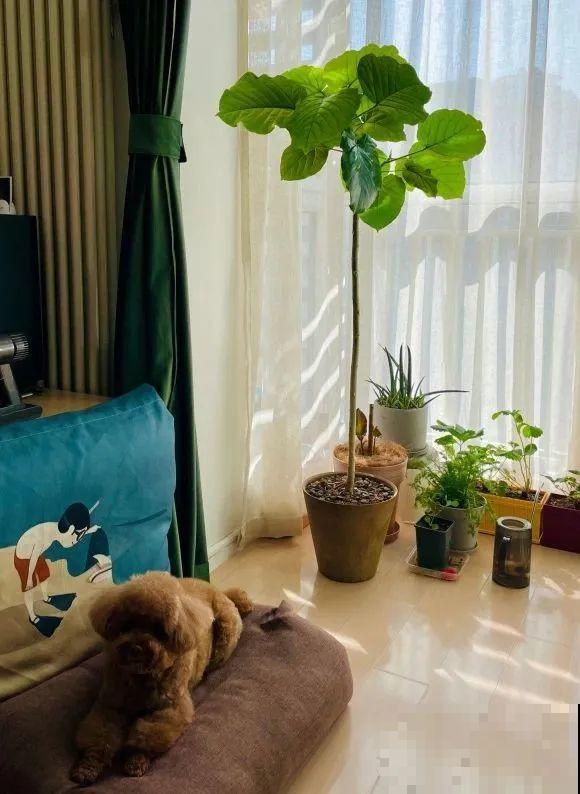大叶子耐阴花，室内一定养，叶子比脸大，真凉快