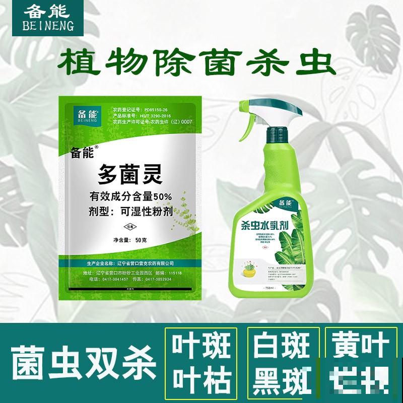 月季得了黑腐病,全株都枯萎,赶紧预防! 月季得了黑腐病,全株都枯萎,赶紧预防!