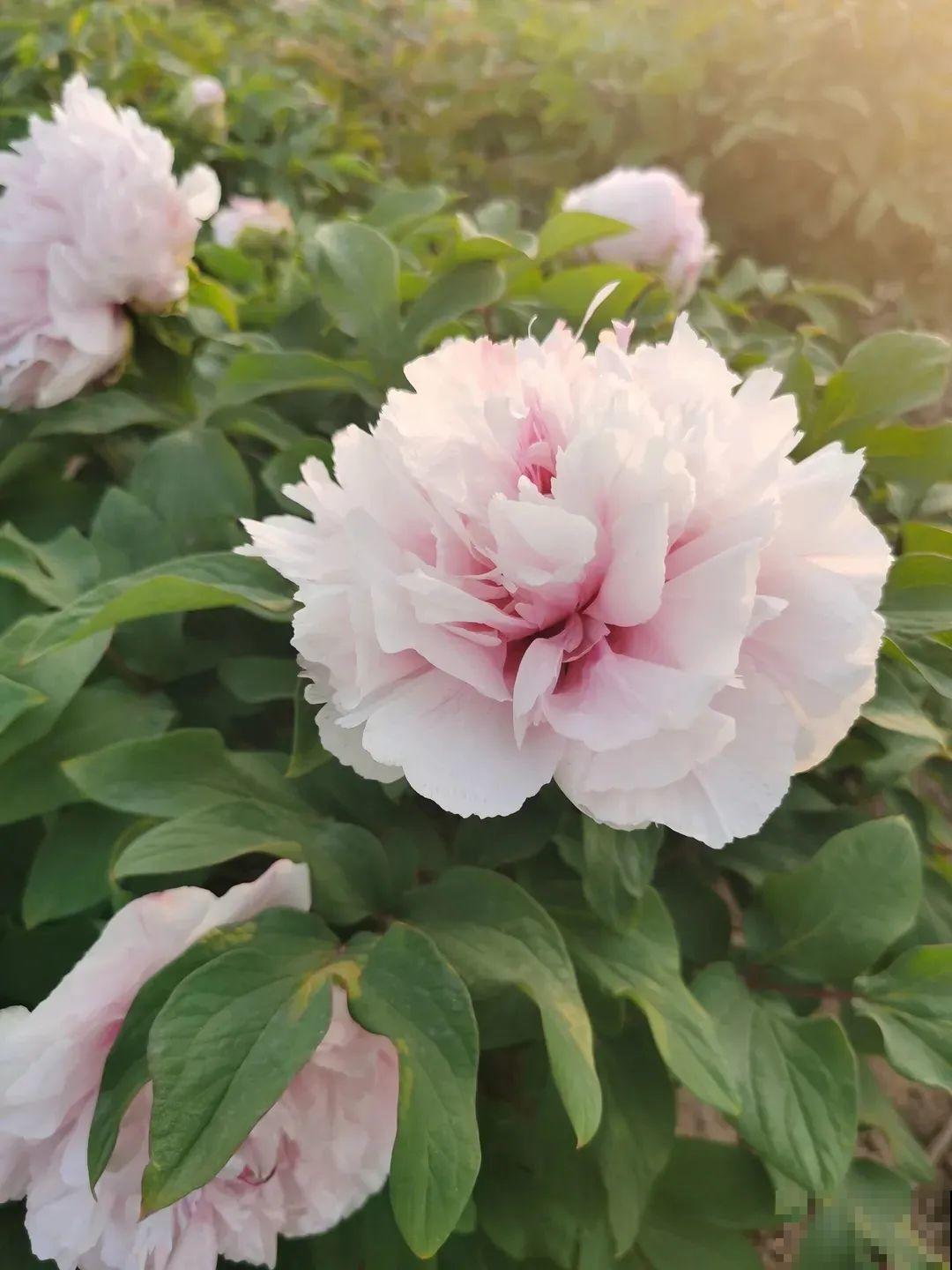 中国人最爱养的花，富贵又大气，养大门口特有面子！