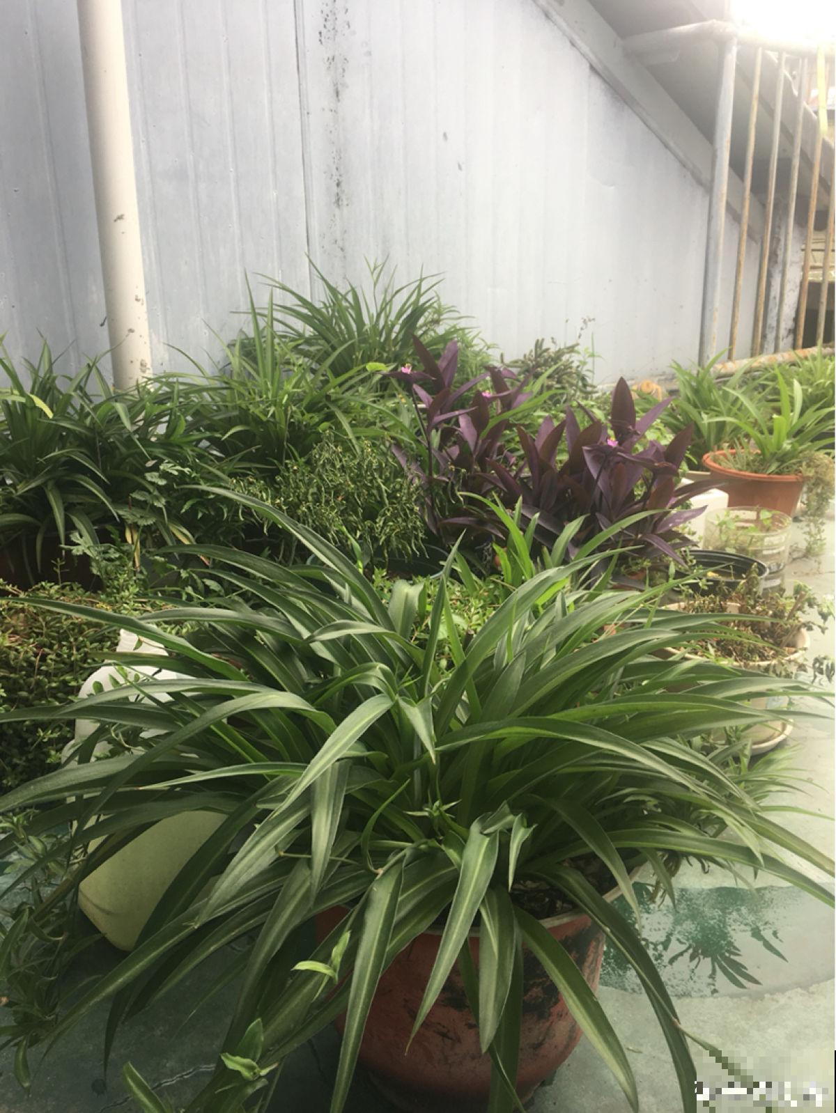 一楼的小院和顶楼的天台,养花人的选择恐惧症,到底哪个好 一楼的小院和顶楼的天台,养花人的选择恐惧症,到底哪个好