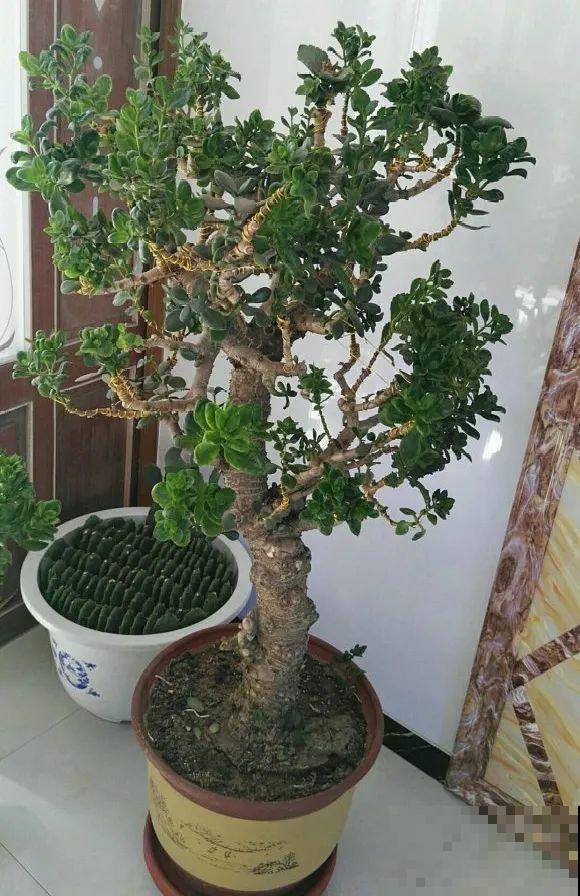 养了30年的玉树,扦插开出9色花,快来沾沾喜气 养了30年的玉树,扦插开出9色花,快来沾沾喜气