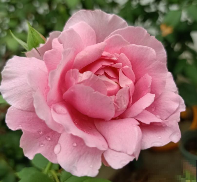 新手养花，记住“4个有”，养活植物没问题