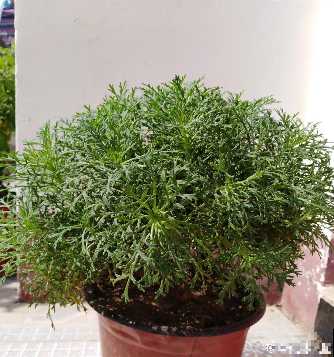 6种花夏天难养，贴土面砍一刀，新芽呼呼冒