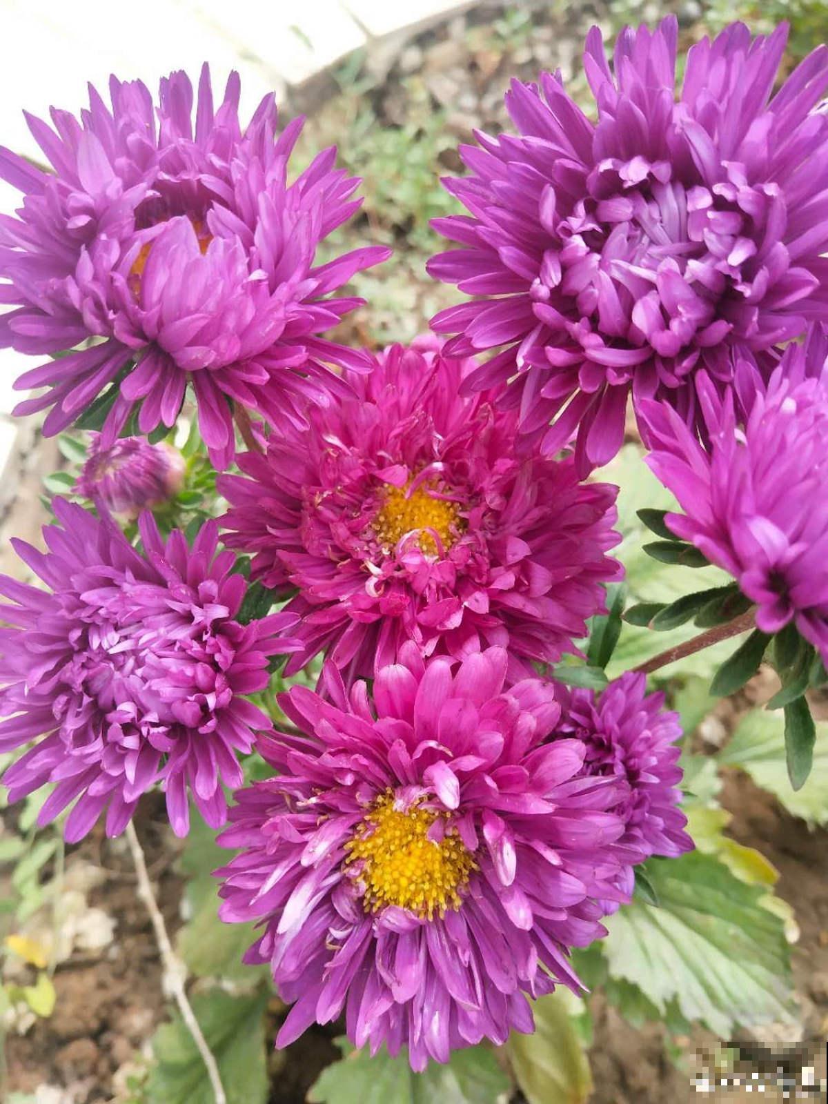 4种花现在正“饿”，多给它补点大补肥，才能长得壮