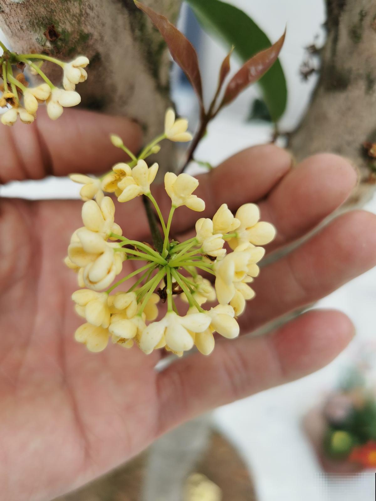 老中医爱养的60种植物，图文并茂特详细，种一盆养人养身心