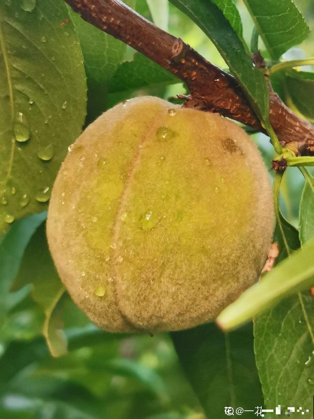 吃桃季，院子还没种桃树的看过来，纯天然无公害