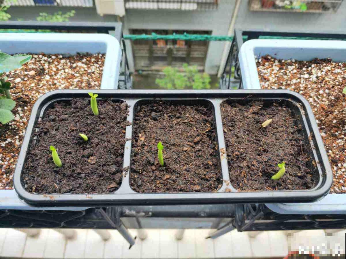 土壤里长出“白毛毛”，别犹豫，赶紧换盆，不然花很快死翘翘