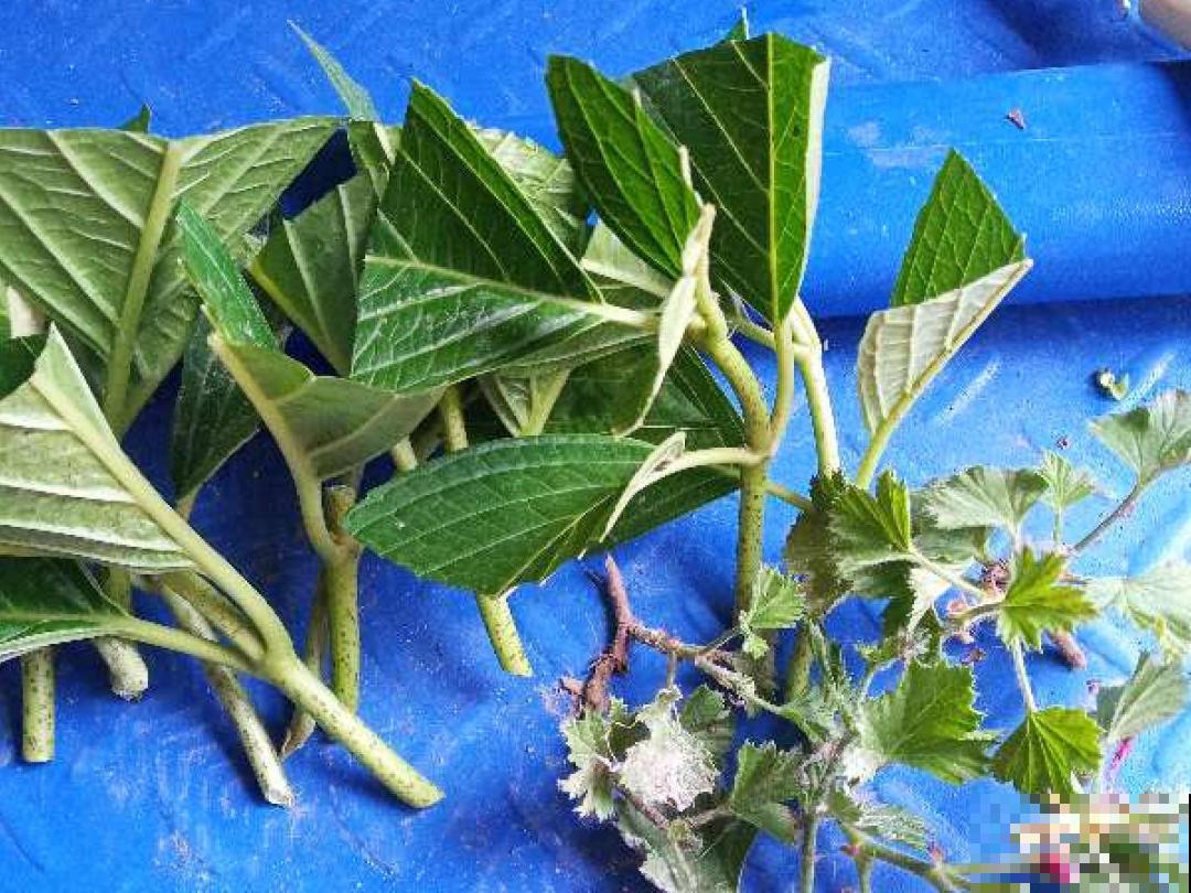 立秋后，7种花要扦插，满盆开花结果子