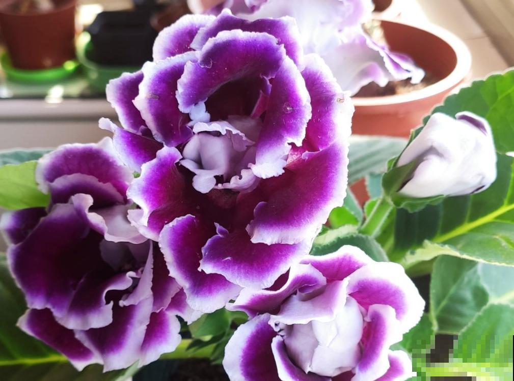 养花前，先搞清楚直射光和散射光，并非所有花都喜欢强光