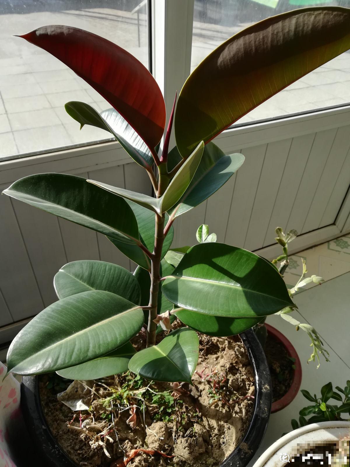 3种大叶子花，有人说“招鬼”有人说“招财”，到底是什么说法？