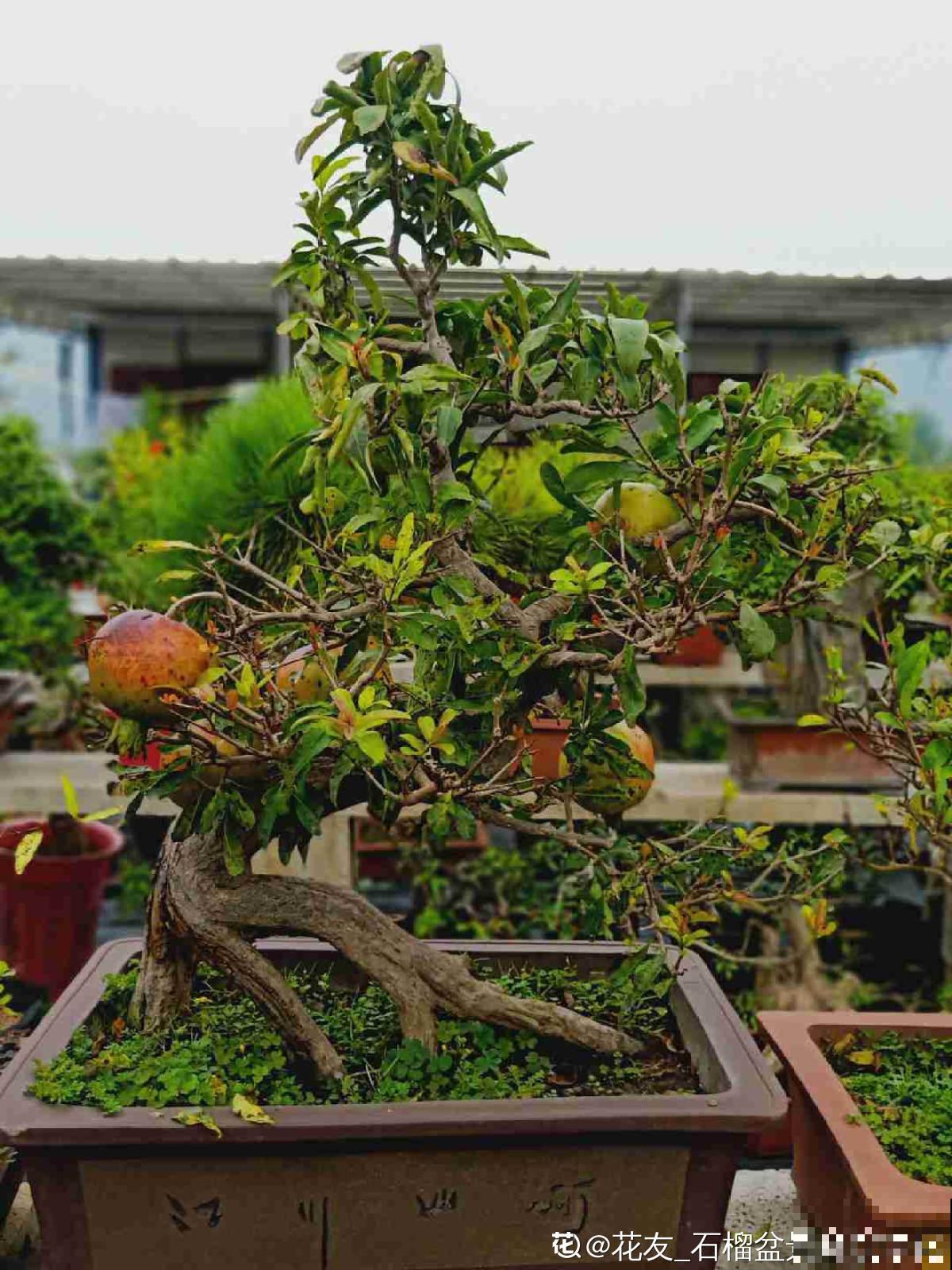 2种果树，不仅能结果，修剪好了还能做盆景
