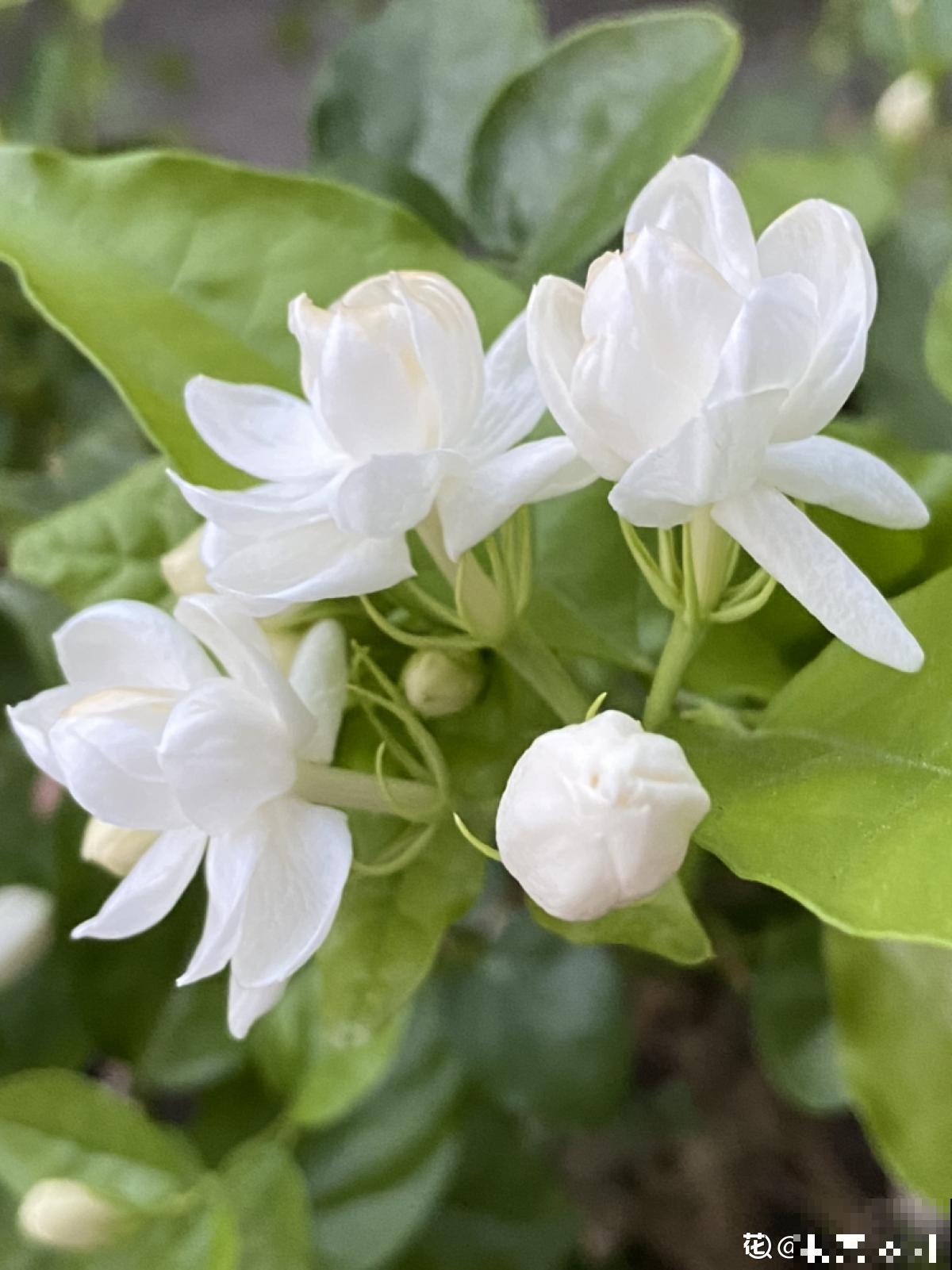 家里的花都夏眠，种这3种花，照样满盆开花
