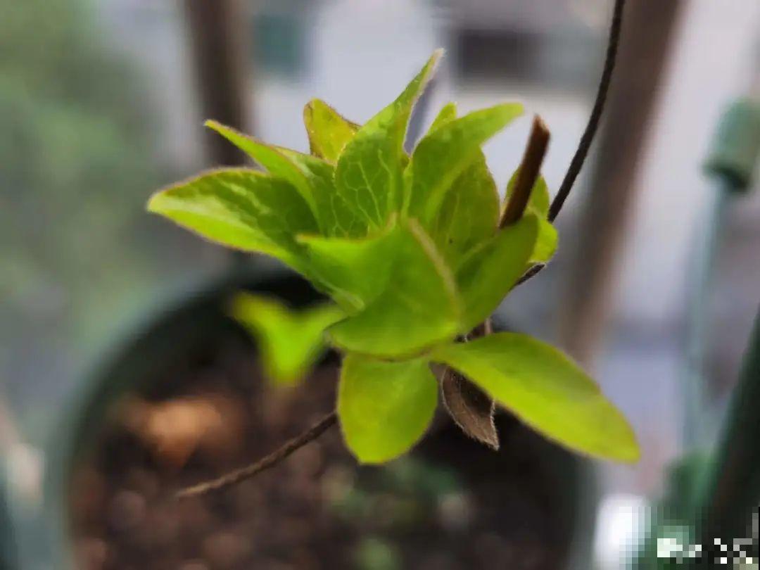 9种花,天热会“假死”,千万别丢了,秋天就苏醒 9种花,天热会“假死”,千万别丢了,秋天就苏醒