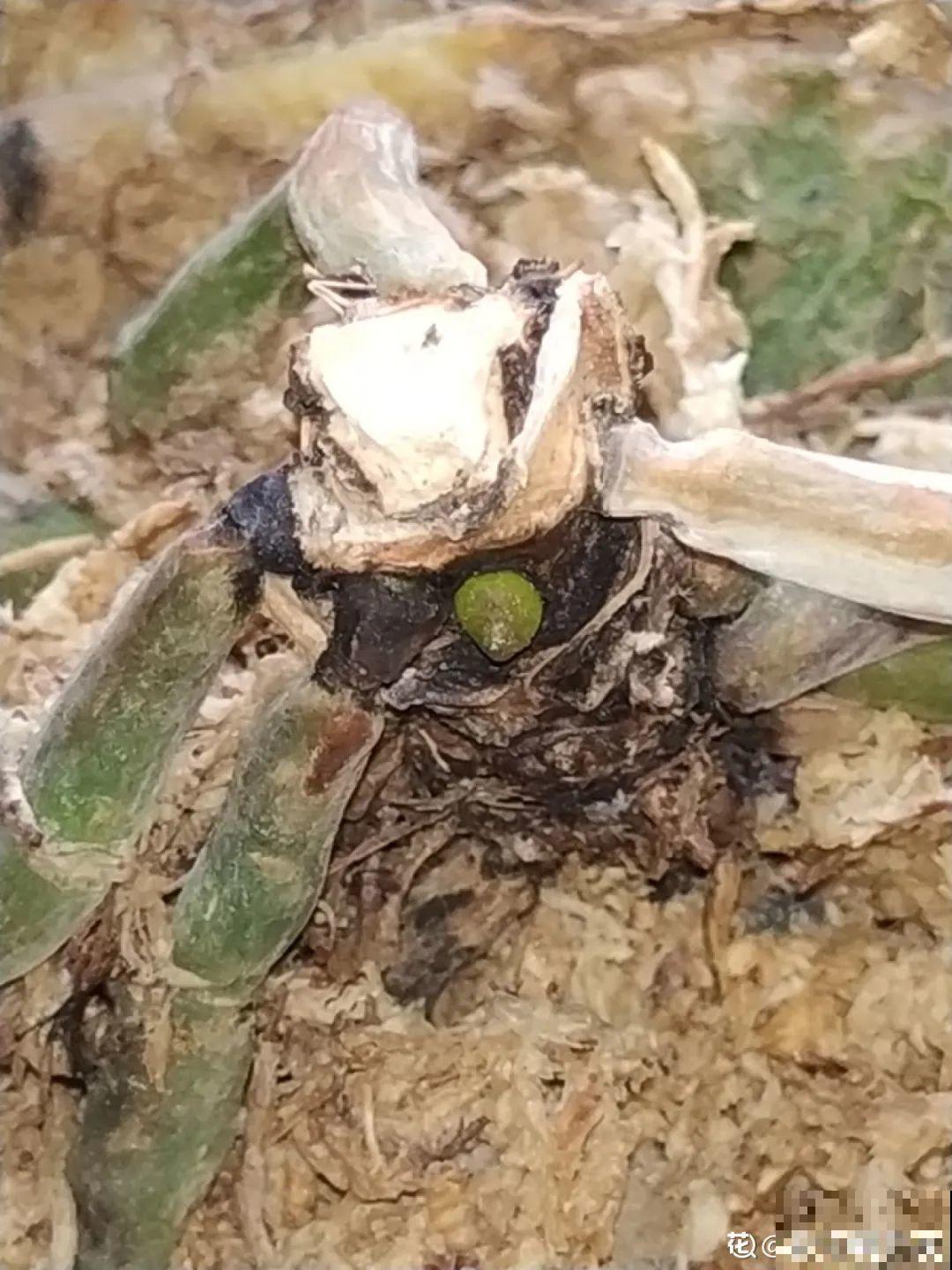6种花夏天难养，贴土面砍一刀，新芽呼呼冒