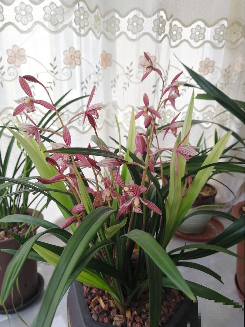 你养的未必是兰花，种类多差别细，国兰种类大科普