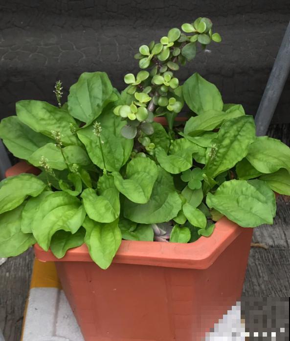 童年常见的20种花，城里很难见到，你认识几种