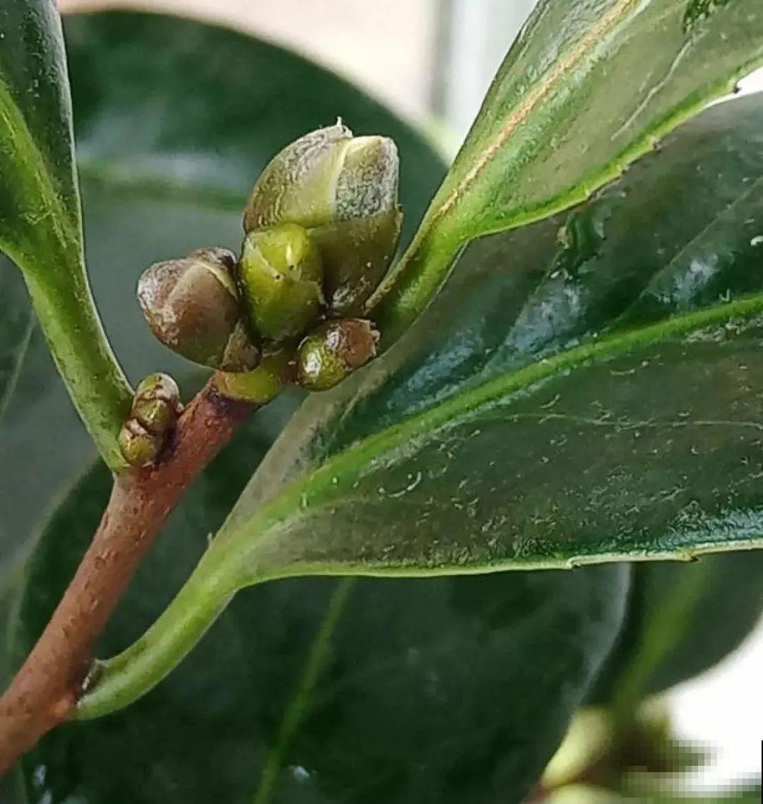 8种花夏天不能买,买回来就死,白浪费钱 8种花夏天不能买,买回来就死,白浪费钱