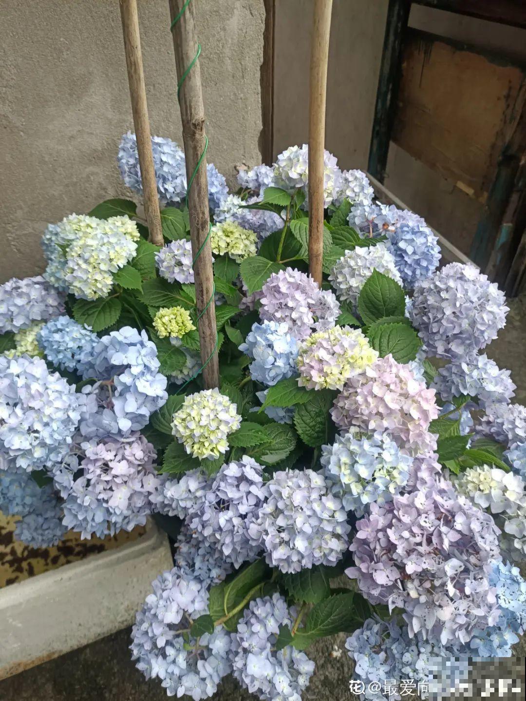 超耐阴的绣球花,放阴凉地也能开爆盆,颜色姹紫嫣红 超耐阴的绣球花,放阴凉地也能开爆盆,颜色姹紫嫣红