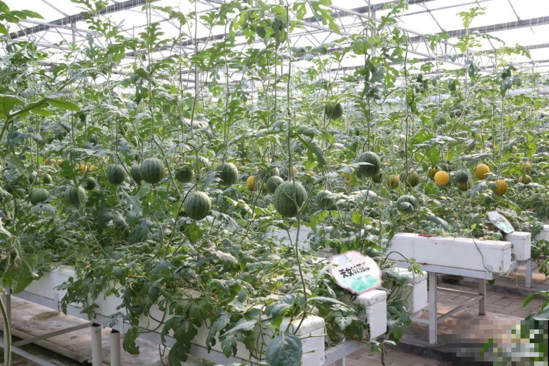 15万块钱的一个蜜瓜，到底有多好吃？