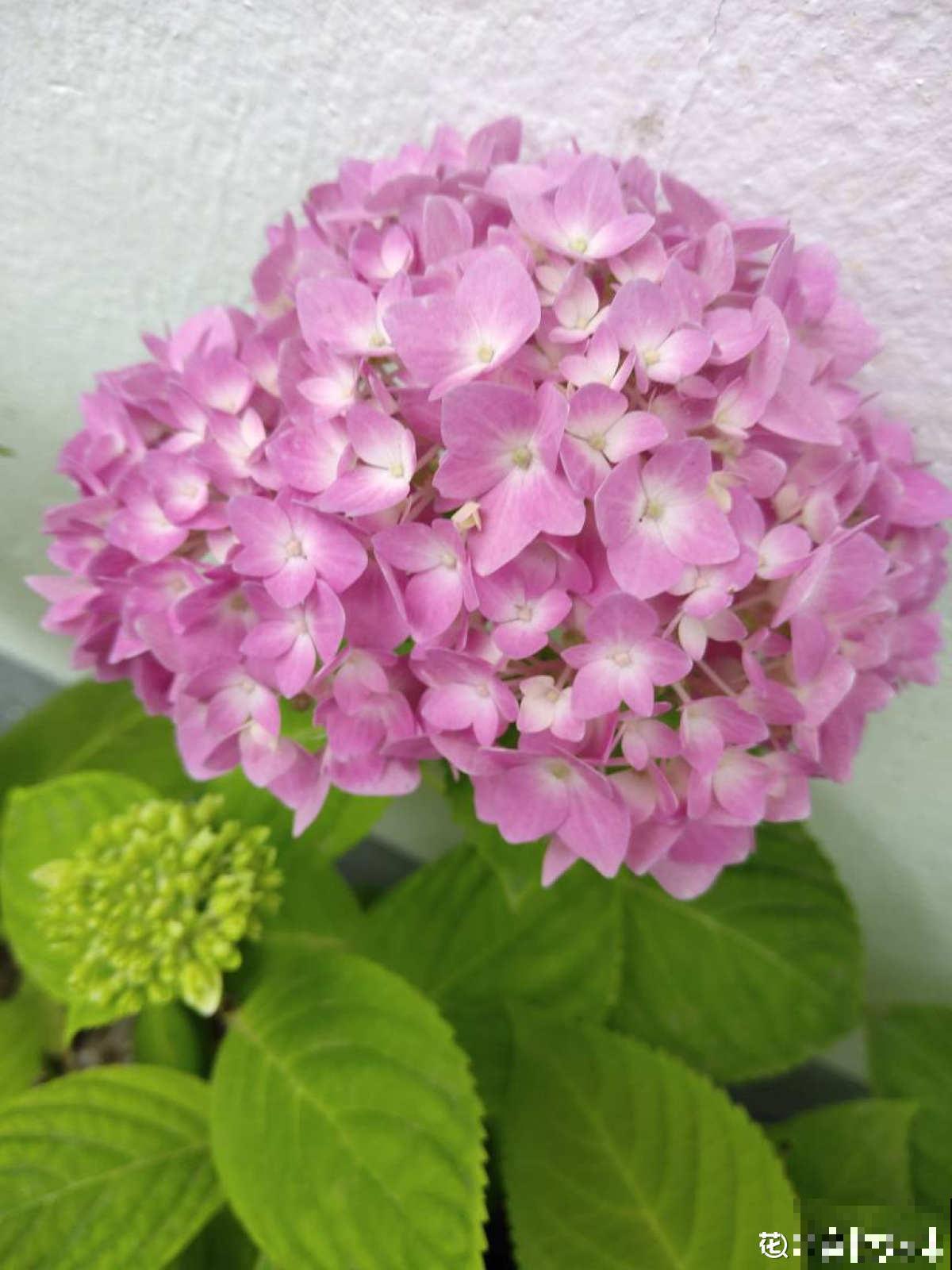 就不该养绣球，入了这品种的坑，想出都出不来