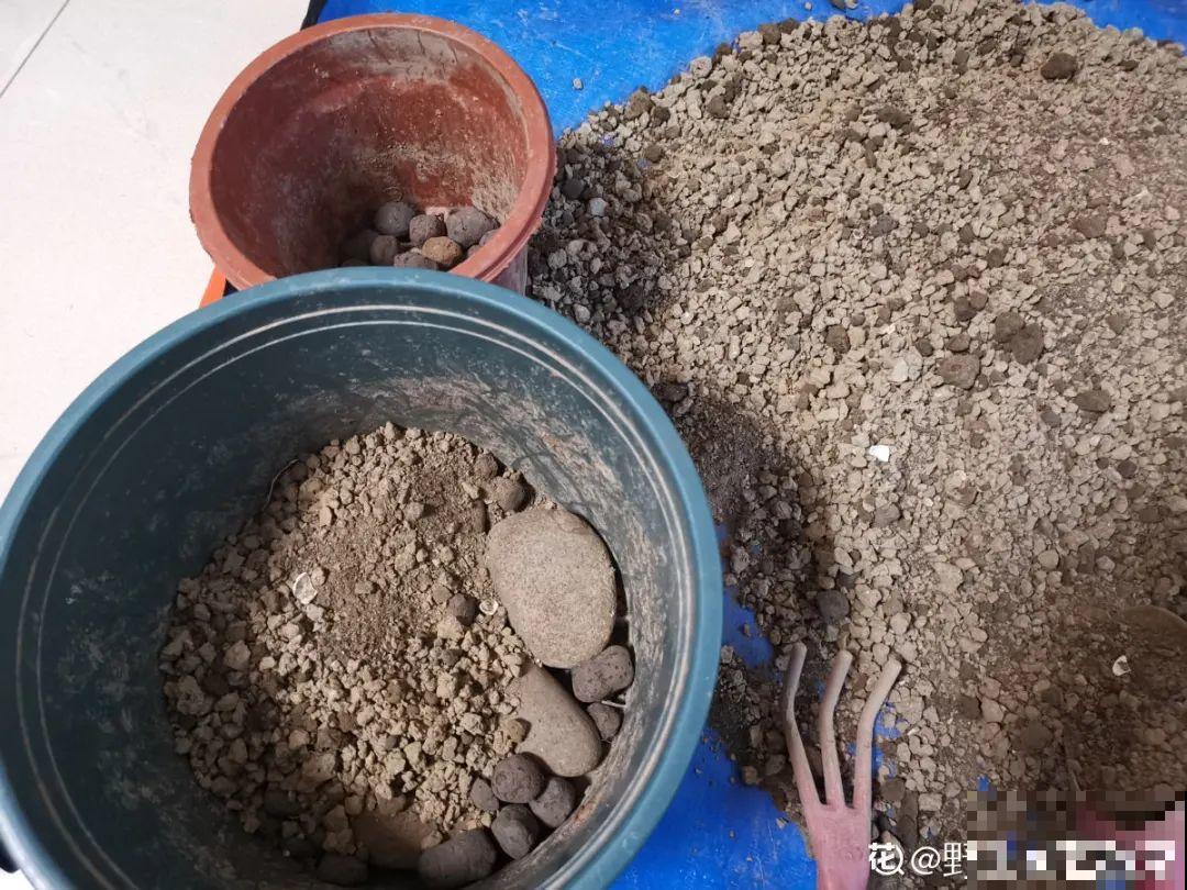 男子追在大象后，捡一筐大象粪，居然是为了养花