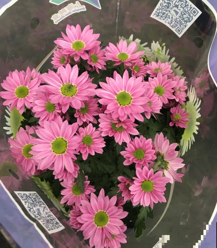 小雏菊清新雅致，寓意还真不少，这3个花语最常见