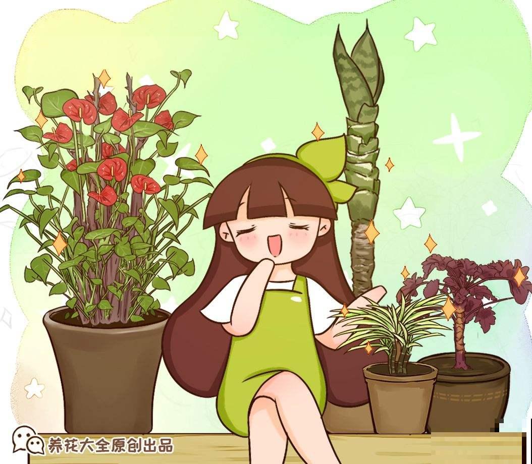 乔迁宴还是得送花！这5种花选好了，友谊更坚固