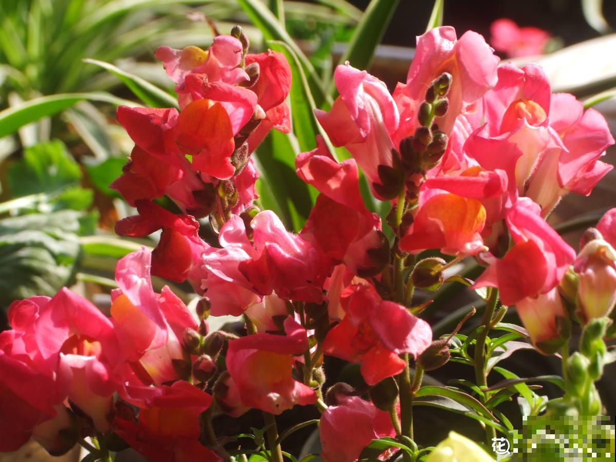 秋天是养草花的季节，12种草花现在播种，俩月就能开花