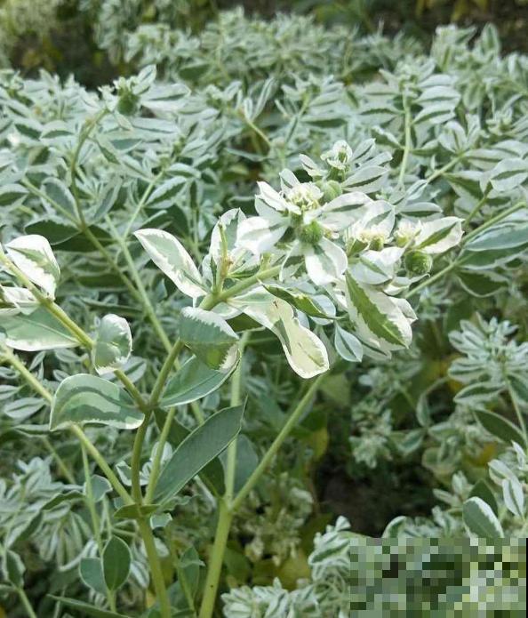 5种花,光听名字就很美,看到实物后,网友感叹:名不虚传 5种花,光听名字就很美,看到实物后,网友感叹:名不虚传