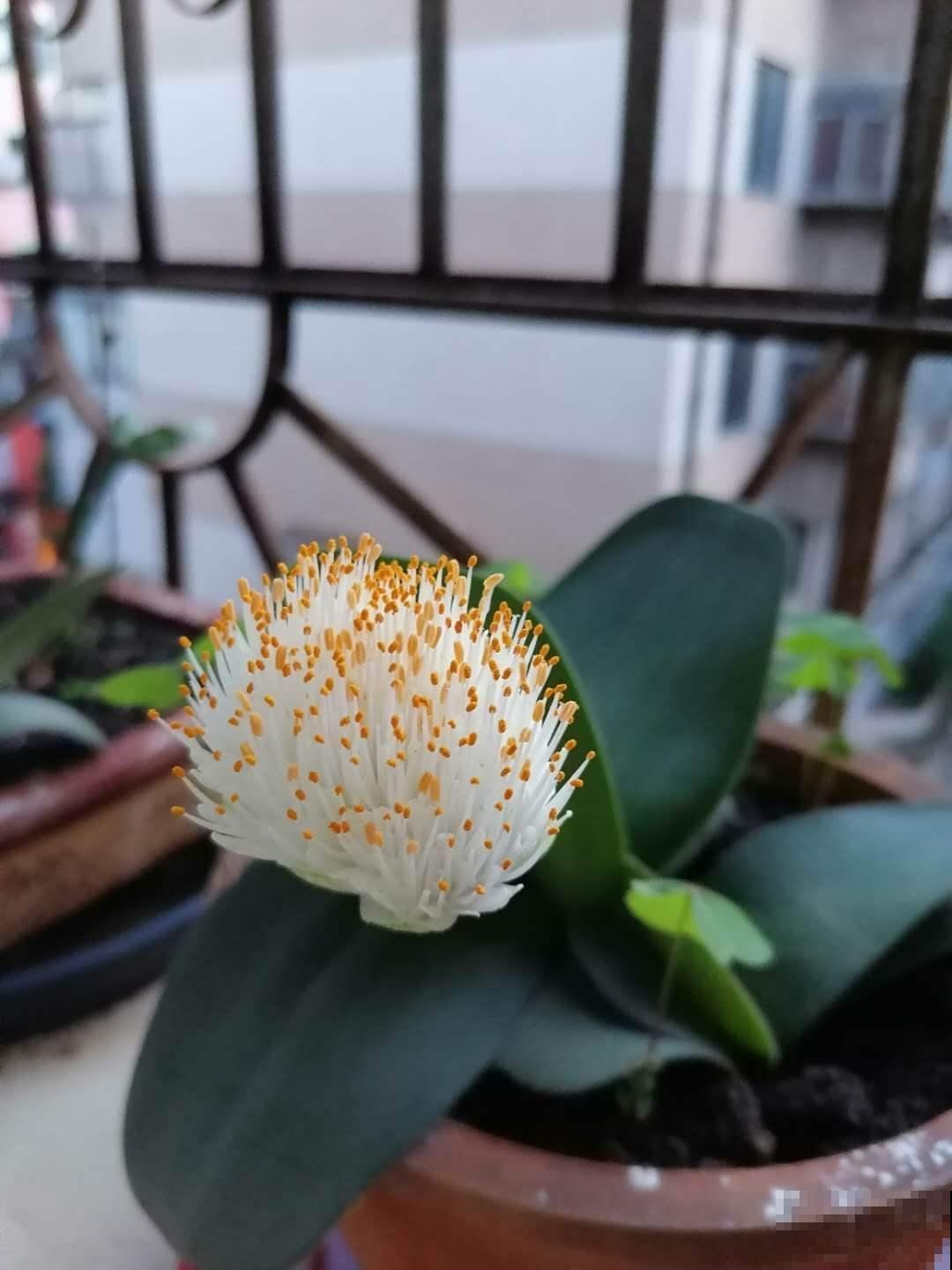 100种常见花,今天终于知道叫什么名了,建议收藏 100种常见花,今天终于知道叫什么名了,建议收藏