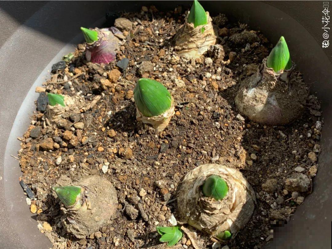 9种花,天热会“假死”,千万别丢了,秋天就苏醒 9种花,天热会“假死”,千万别丢了,秋天就苏醒