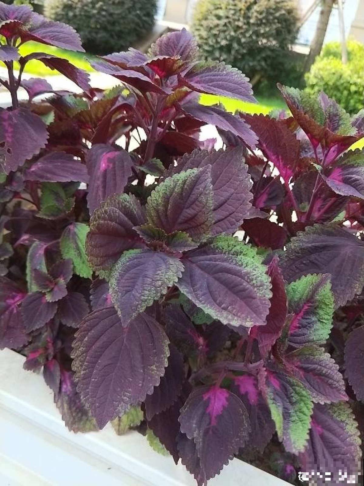 老中医爱养的60种植物，图文并茂特详细，种一盆养人养身心