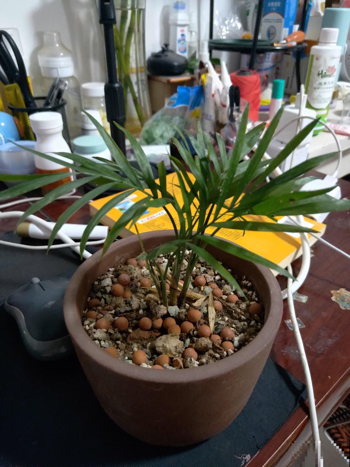 不用给足光照就能长得旺，这3种植物放家里，光照少也能长得好