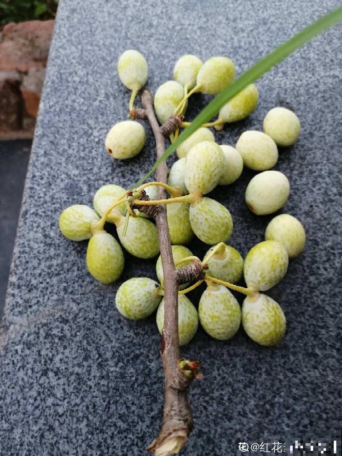 老中医爱养的60种植物，图文并茂特详细，种一盆养人养身心