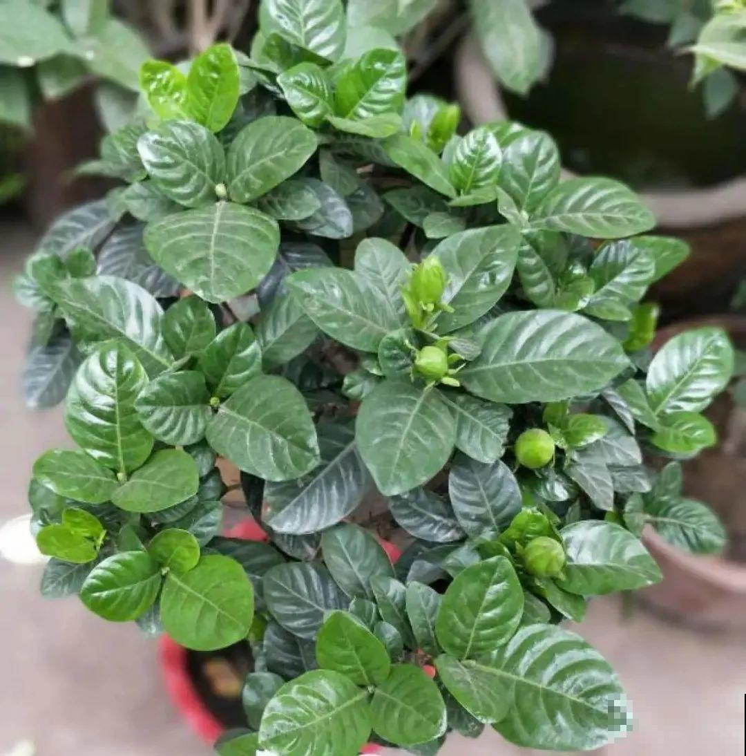 三角梅剪 一剪，搬出去晒晒，呼呼爆花