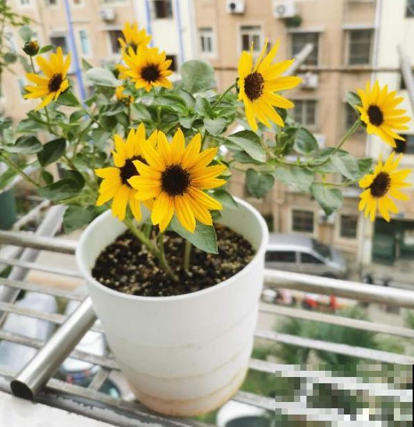 教师节来临，准备这8种花，陪老师温暖过节