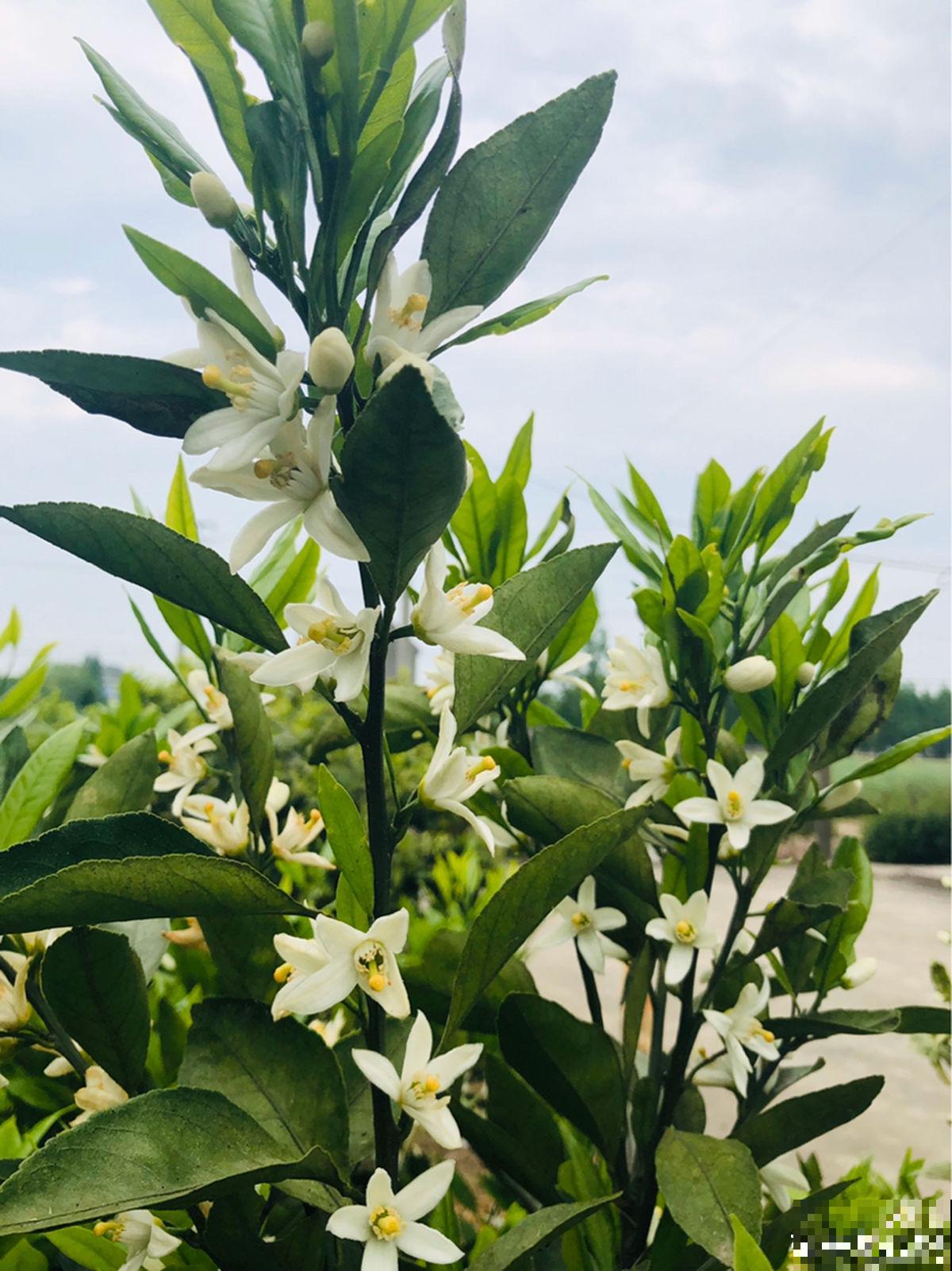 门口桔子树总出毛病，解决5个问题，还能为你送“桔”祥