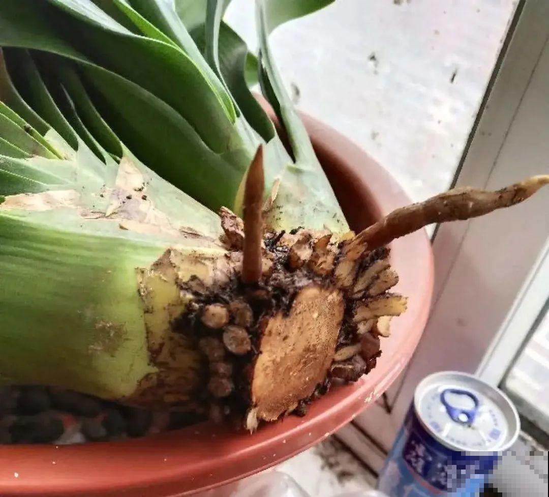 夏天养君子兰，要注意一个“懒”字，不然烂叶又烂芯