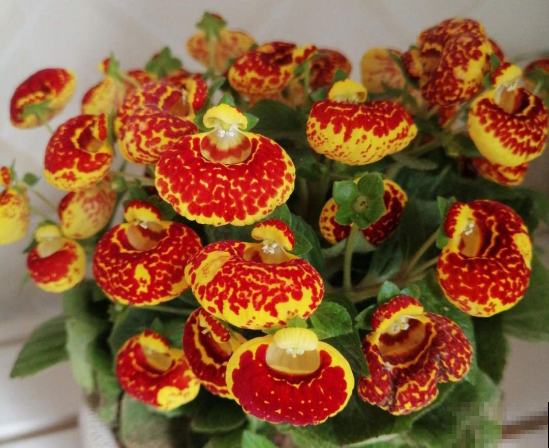 播种时间到,立秋后撒下去,冬春就开花 播种时间到,立秋后撒下去,冬春就开花