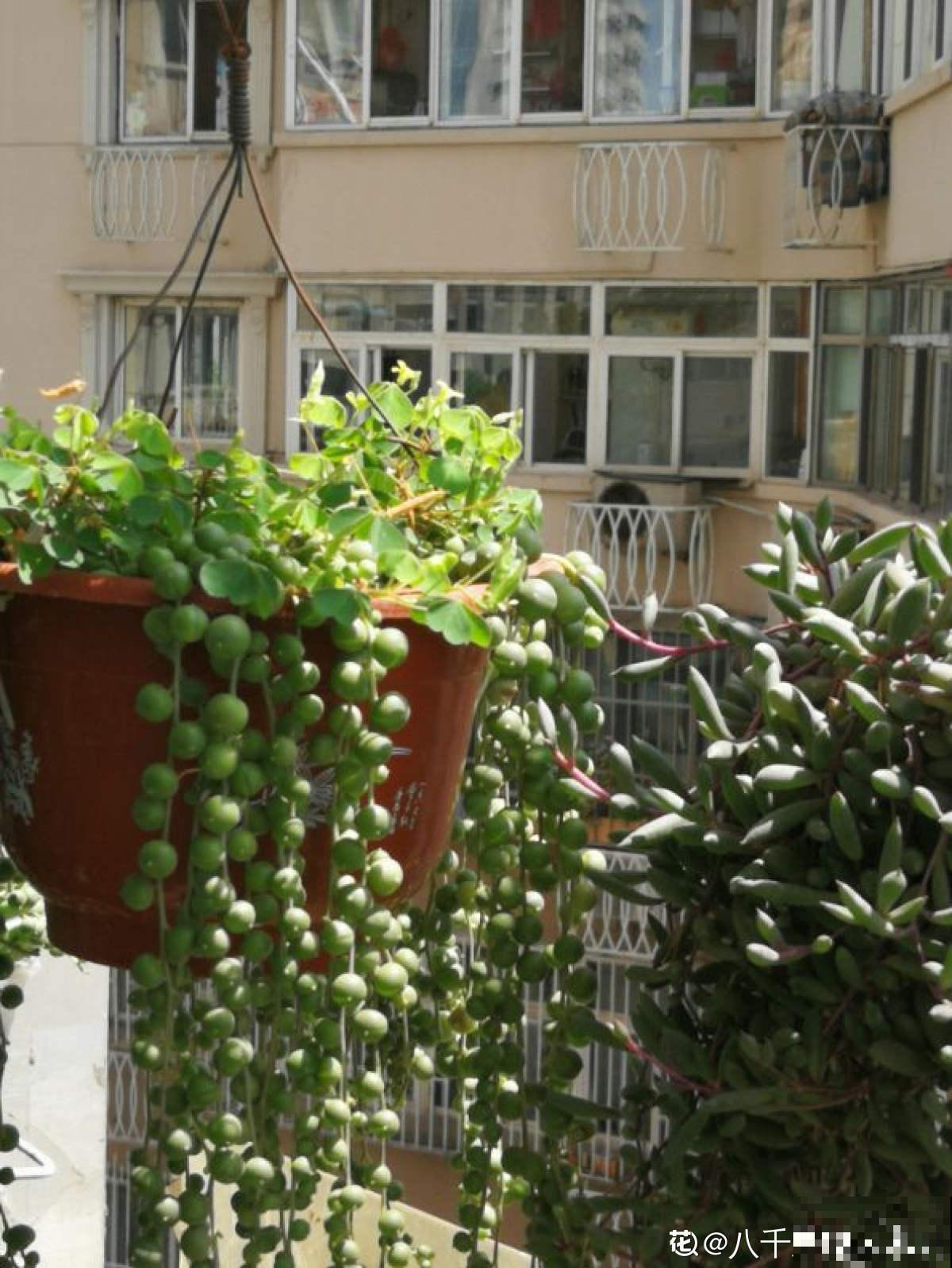 养腻了吊兰,试试佛珠吊兰,“垂流直下”长不停 养腻了吊兰,试试佛珠吊兰,“垂流直下”长不停