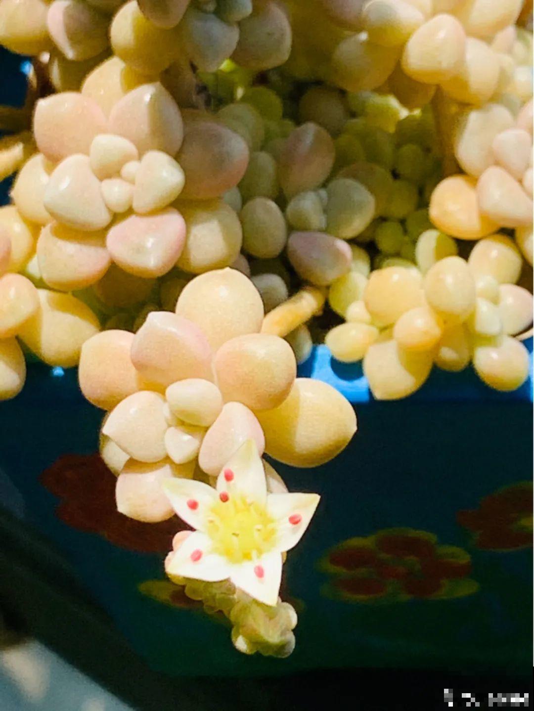 6种多肉，夏天不休眠，而且疯狂生长