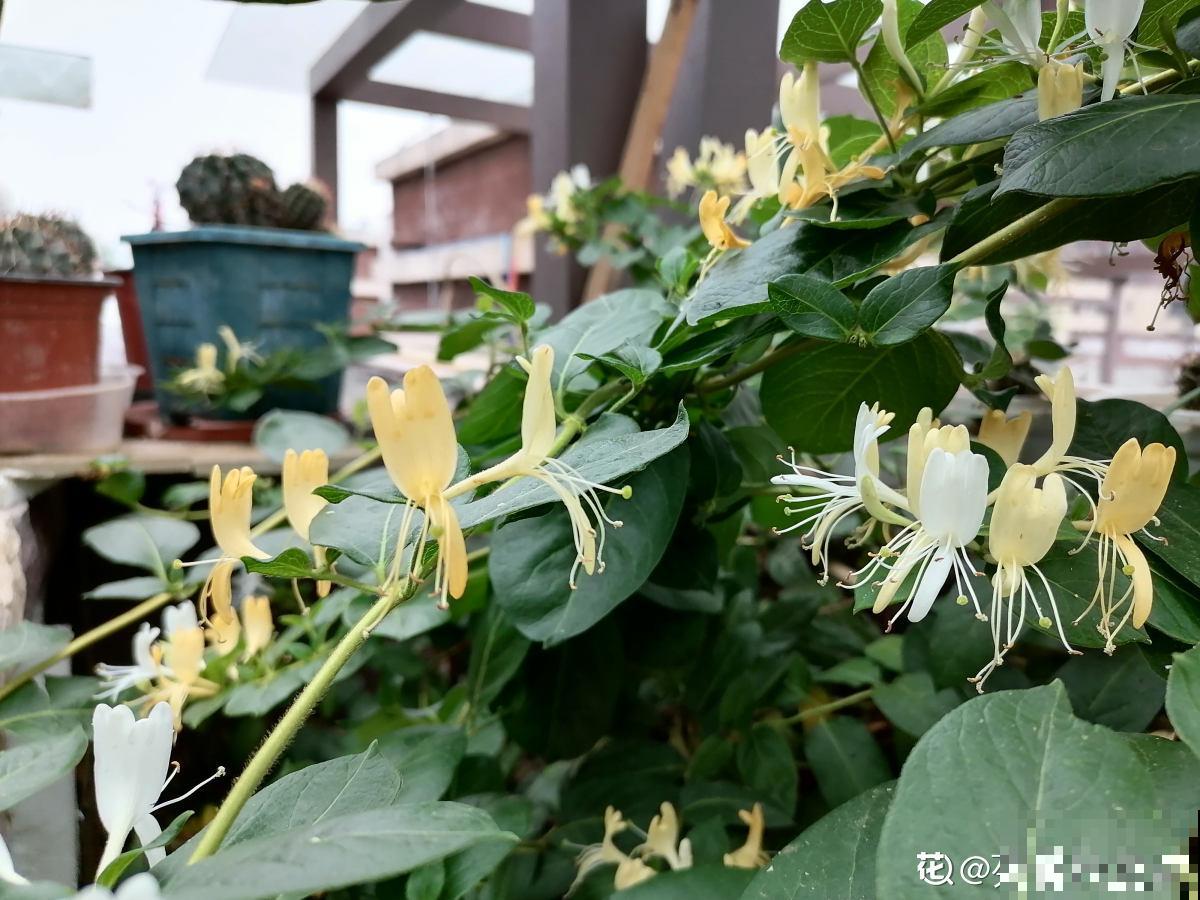 老中医爱养的4种花，堪称植物“百宝箱”，养人养身心