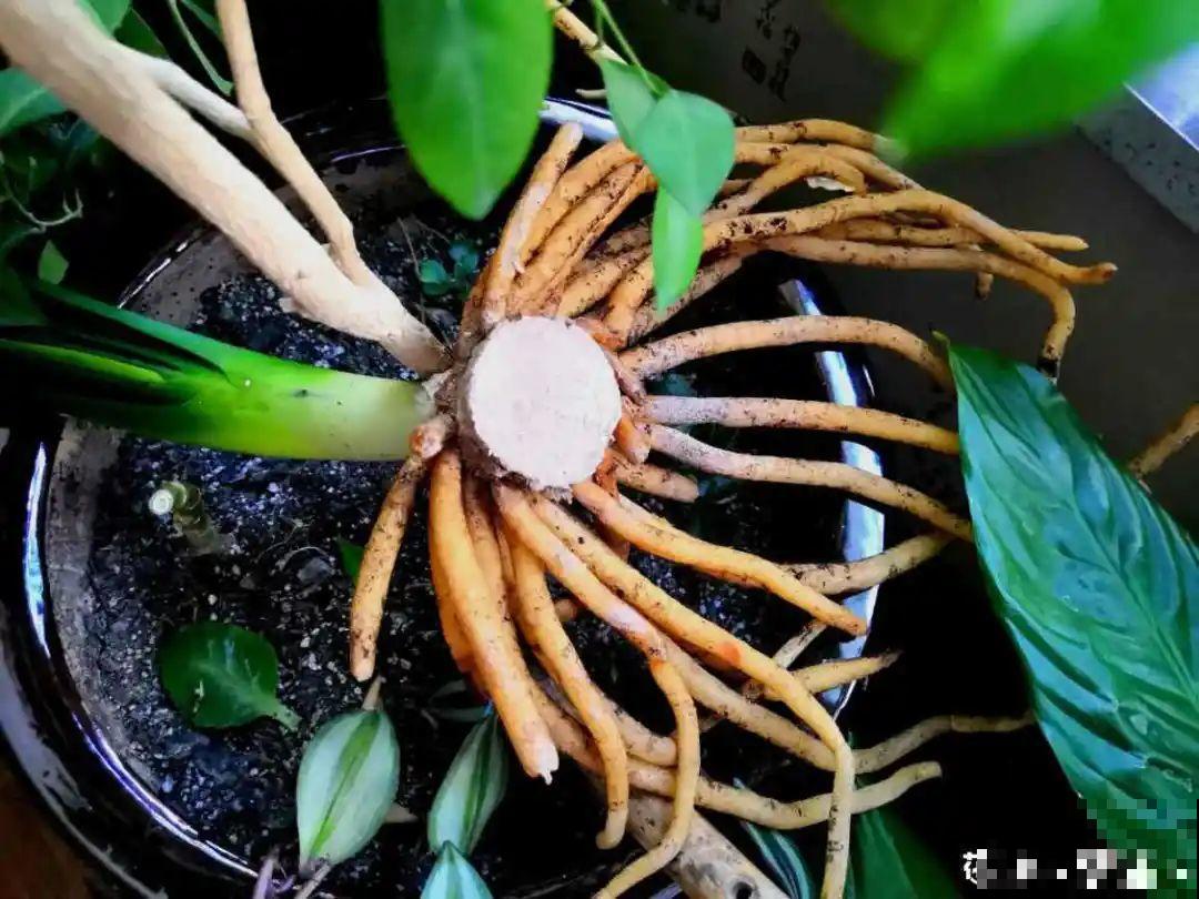 给花喂点小药片,植物开花多,越长越壮 给花喂点小药片,植物开花多,越长越壮