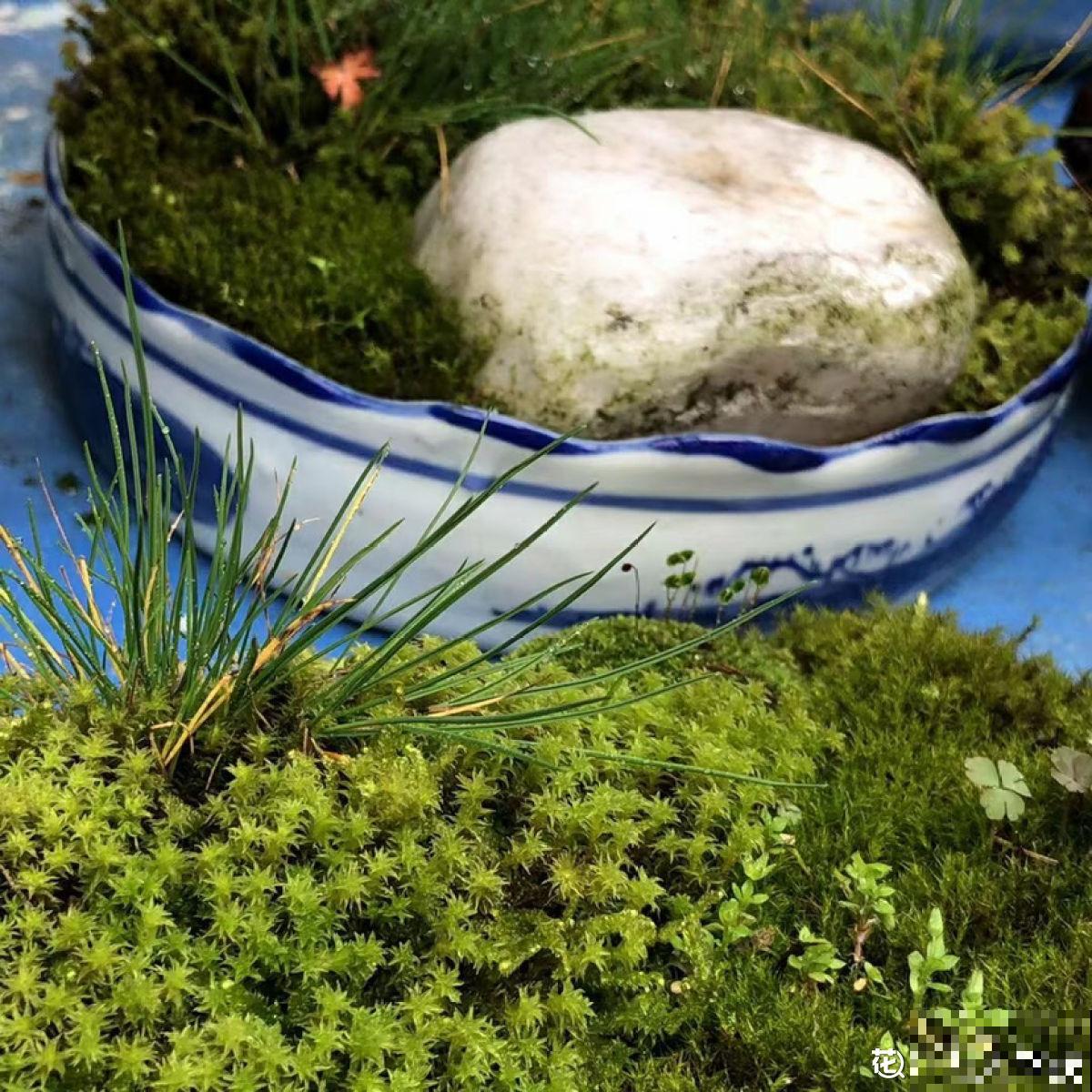 别看苔藓薄薄一层，用处真不少，还特别好养活