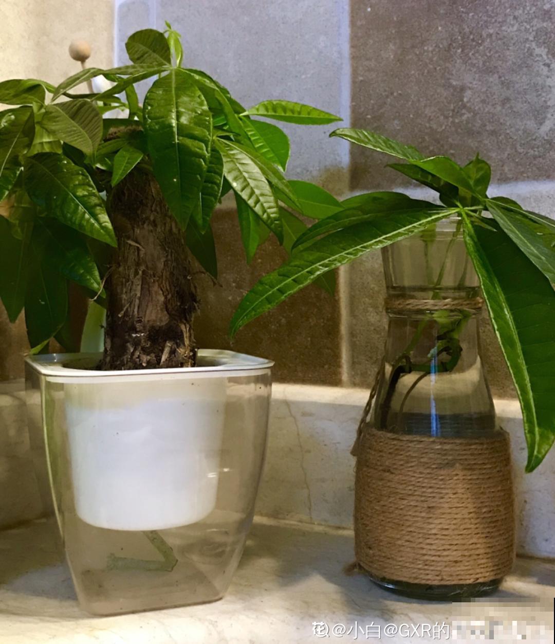 旧筷子、老干妈瓶别扔，拿来养花效果好，省下一笔养花钱