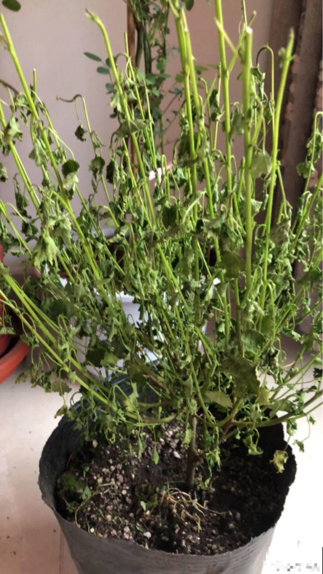 网购回家的花，一定要第一时间打开，不然都闷死了