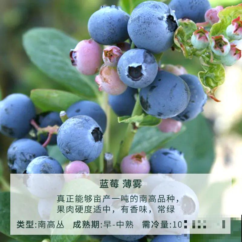 南北方都能养的蓝莓，家里种一棵，果子又大又甜