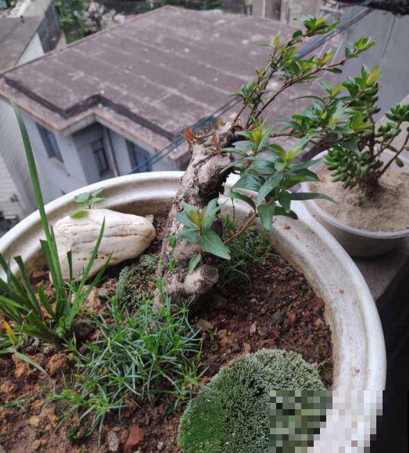 杨梅加“水”，就能做盆景，5个步骤，打造高雅水杨梅盆景